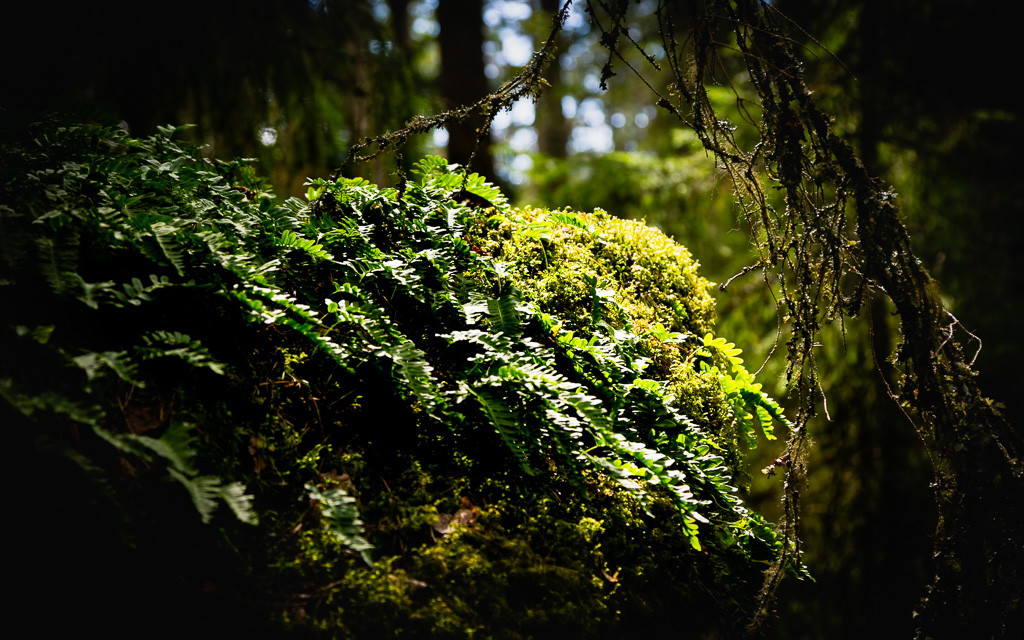 Licht und Schatten in Grün