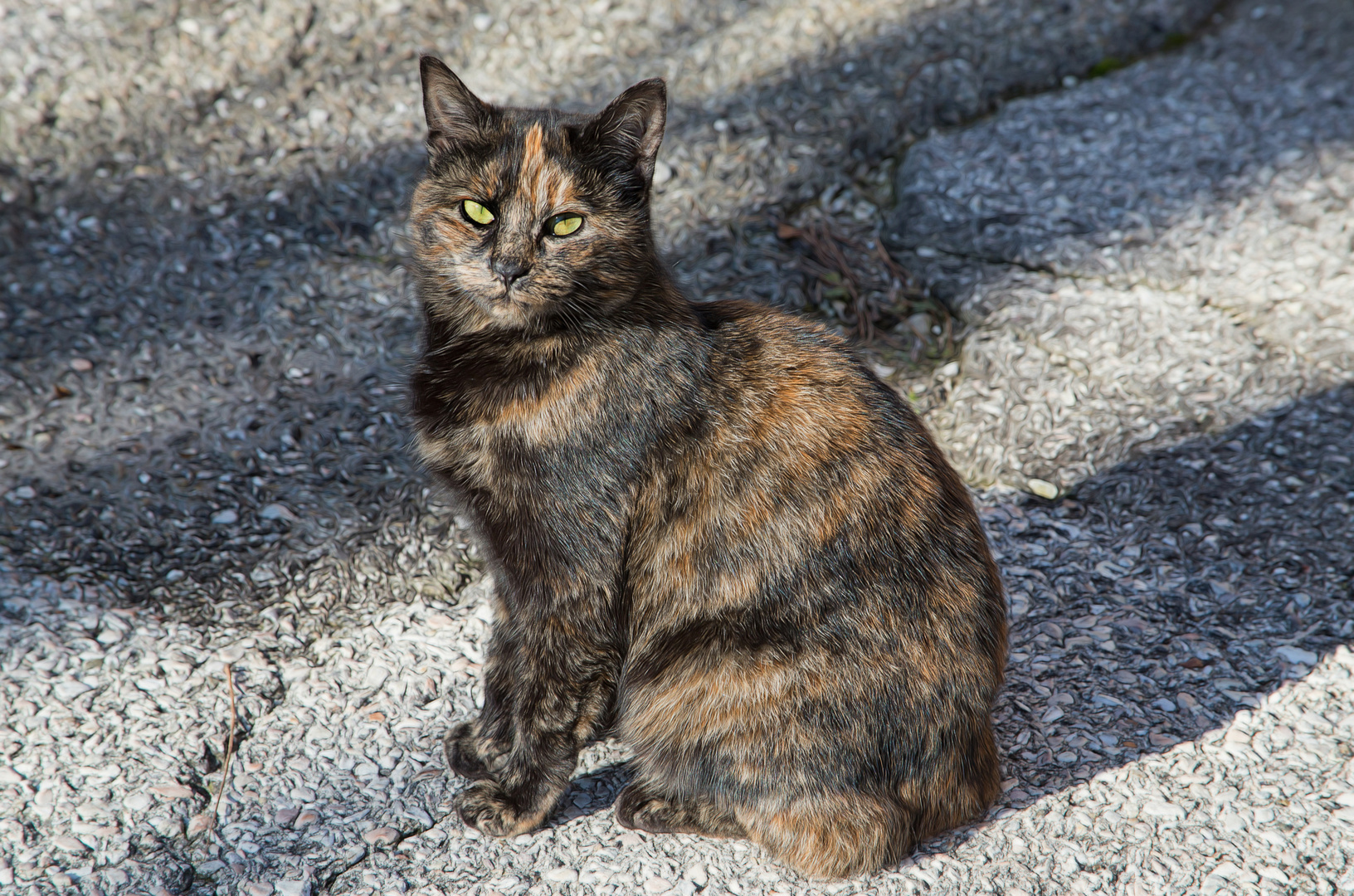 Licht-und-Schatten-Katze