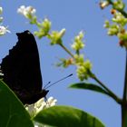 Licht und Schatten (light and shadow)