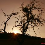 Licht und Schatten: Mein Freund: „Der alte Baum“ ....