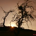 Licht und Schatten: Mein Freund: „Der alte Baum“ ....