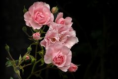 Licht und Schatten Pink Rose 