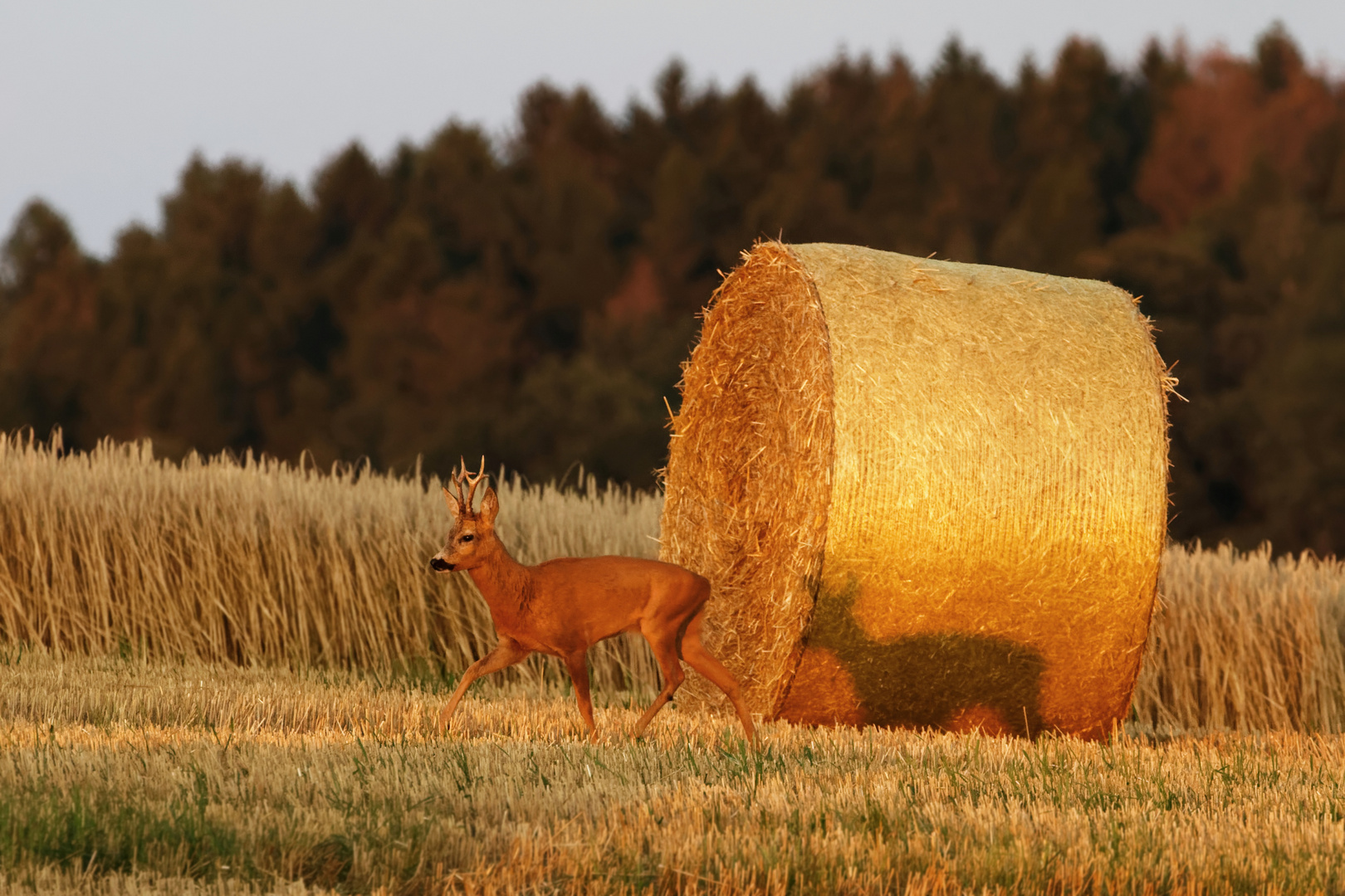 Licht und Schatten... Rehbock auf dem Feld 