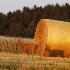 Licht und Schatten... Rehbock auf dem Feld 