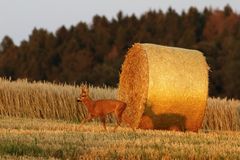 Licht und Schatten... Rehbock auf dem Feld 