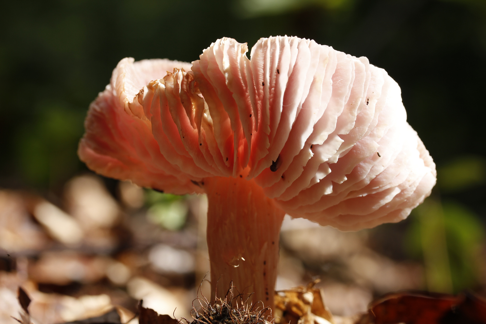 Licht und Schatten / Rosa Pilz