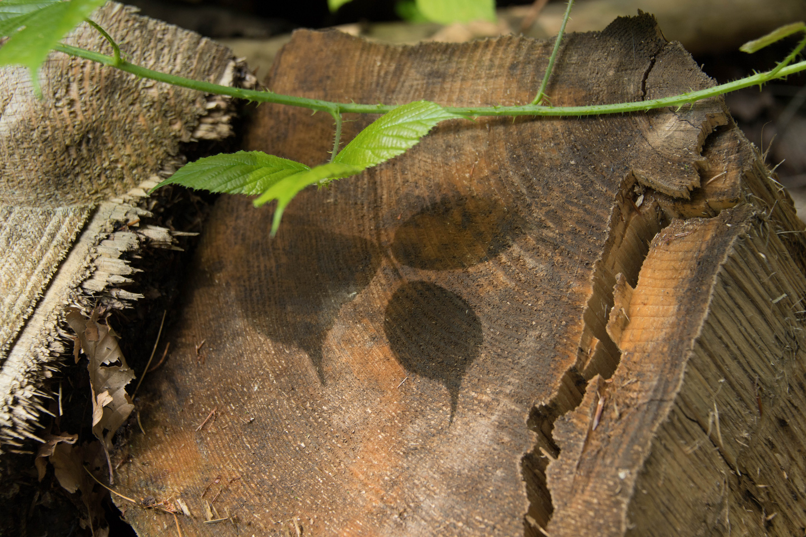 Licht und Schatten-Spiel