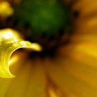 Licht und Schatten Spiel, Rudbeckia