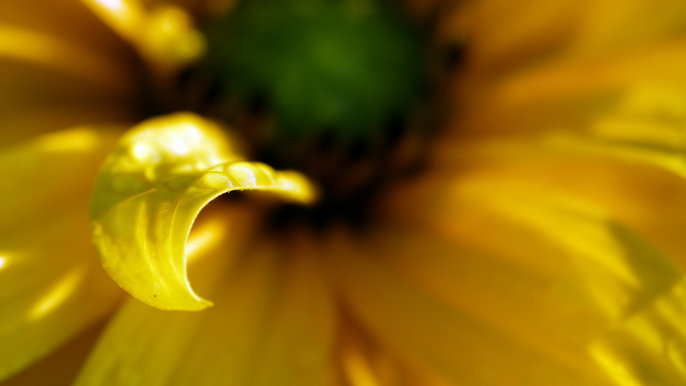 Licht und Schatten Spiel, Rudbeckia