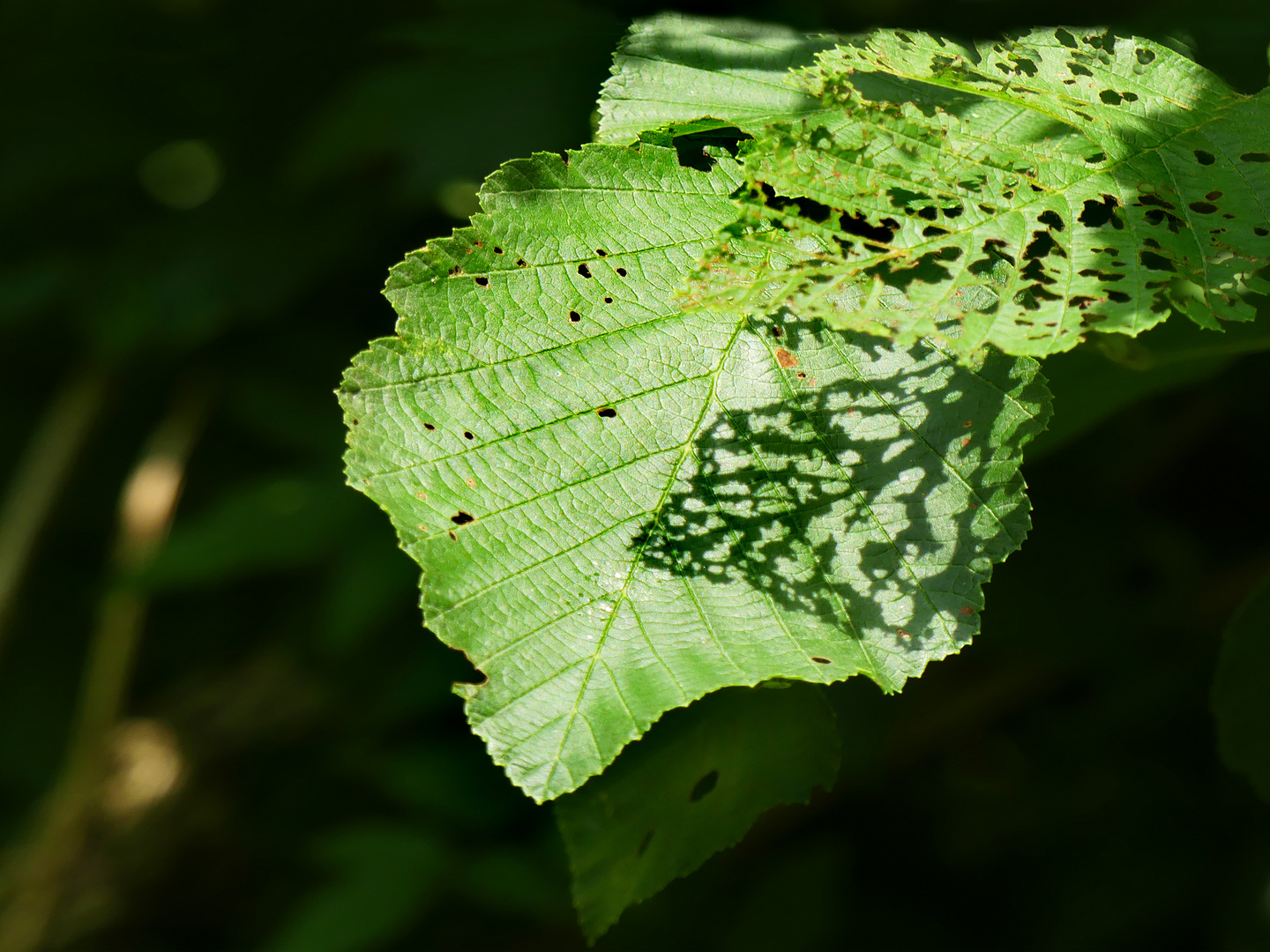 Licht und Schatten und Löcher