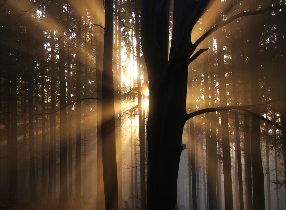 Licht und Schatten vernebelt