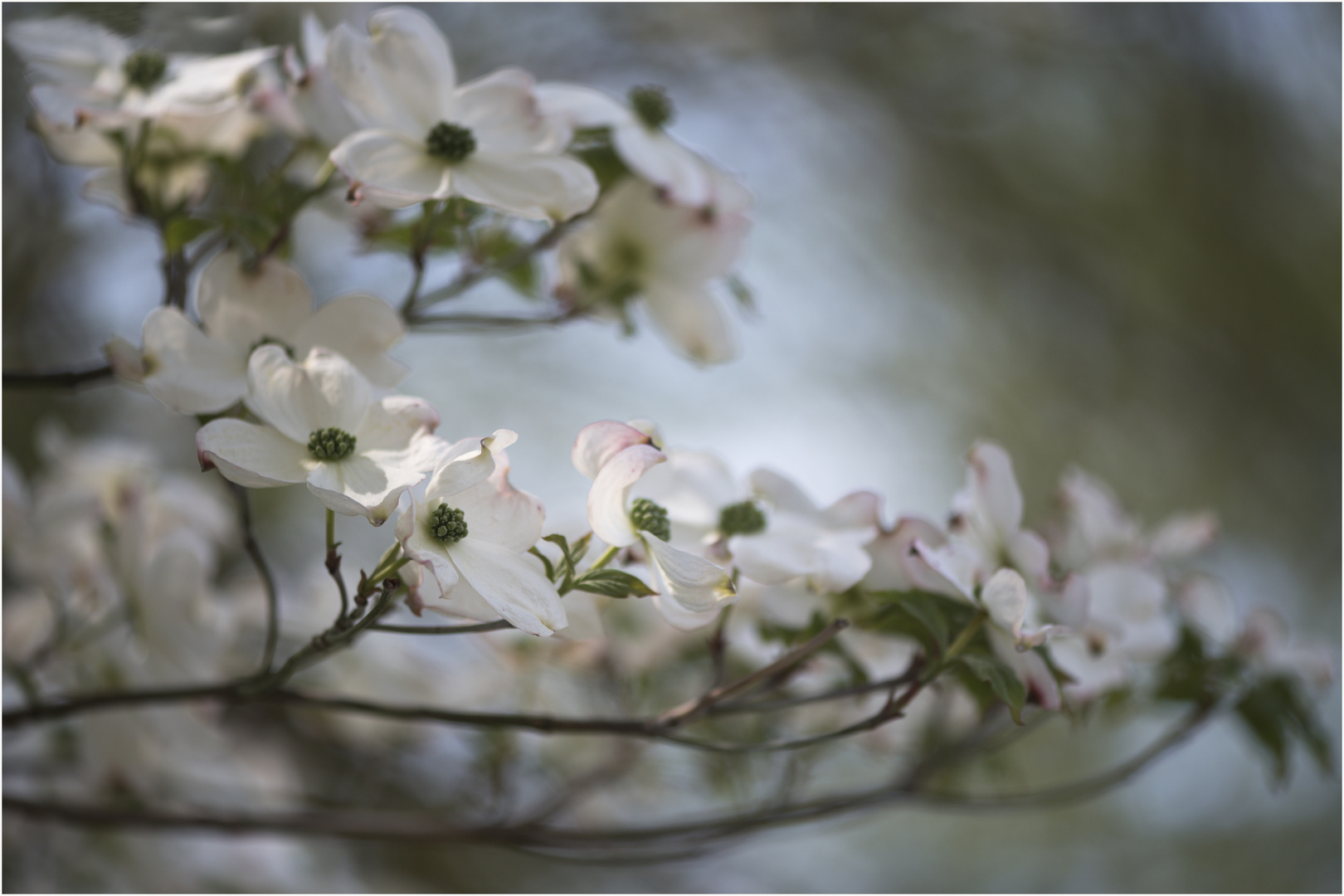 licht- und schattenblüten 