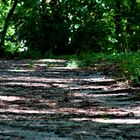 Licht und Schattenspiel auf Waldwegen