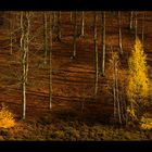 Licht- und Schattenspiel im Herbstwald...