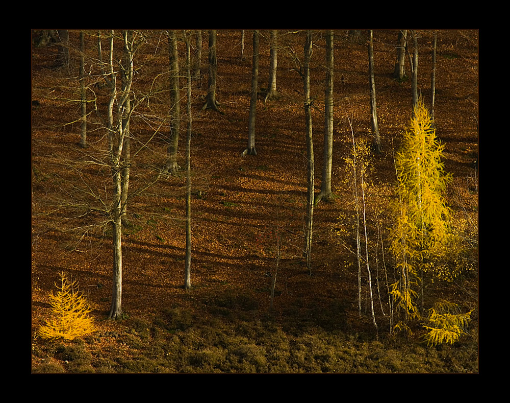 Licht- und Schattenspiel im Herbstwald...