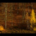 Licht- und Schattenspiel im Herbstwald...