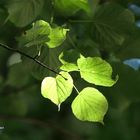 Licht- und Schattenspiel in Blättern