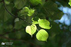Licht- und Schattenspiel in Blättern