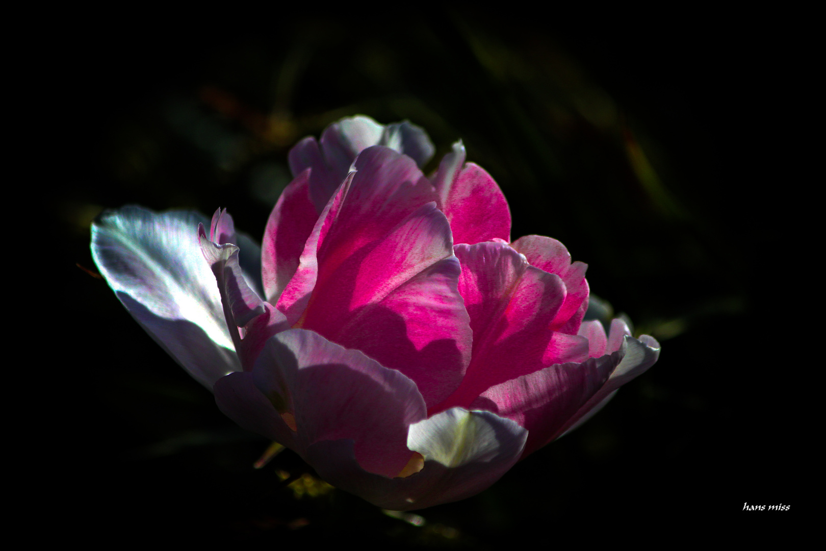 Licht und Schattenspiel in der Blüte