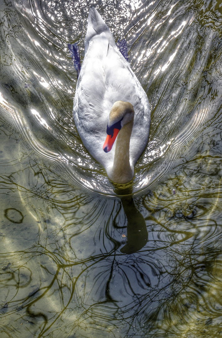 Licht und Schattenspiel mit Schwan