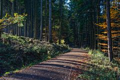 Licht- und Schattenstreifen auf dem Waldweg