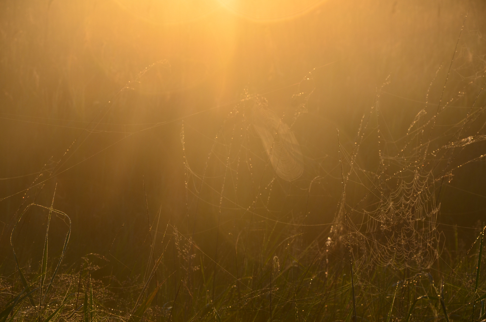 Licht und Spinnen