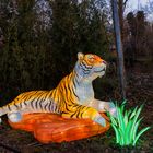 Licht und Tiger