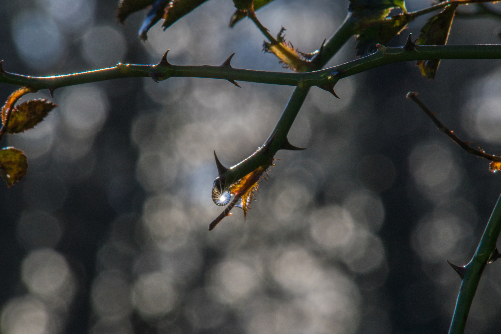 Licht und Tropfen