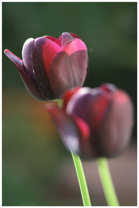 licht und tulpen...