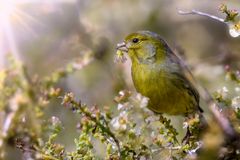 Licht und Vogel