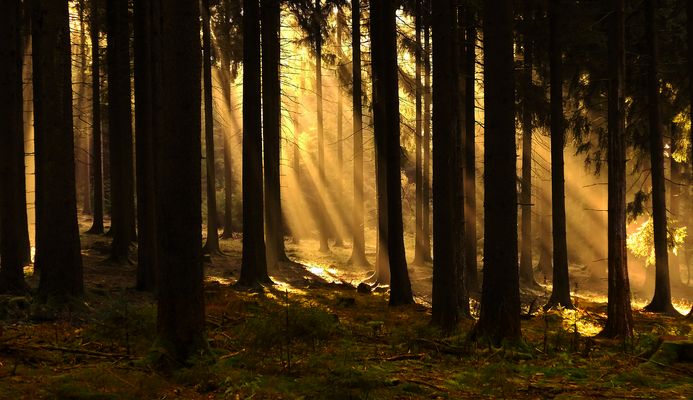 Licht und Wärme im Fichtenwalde