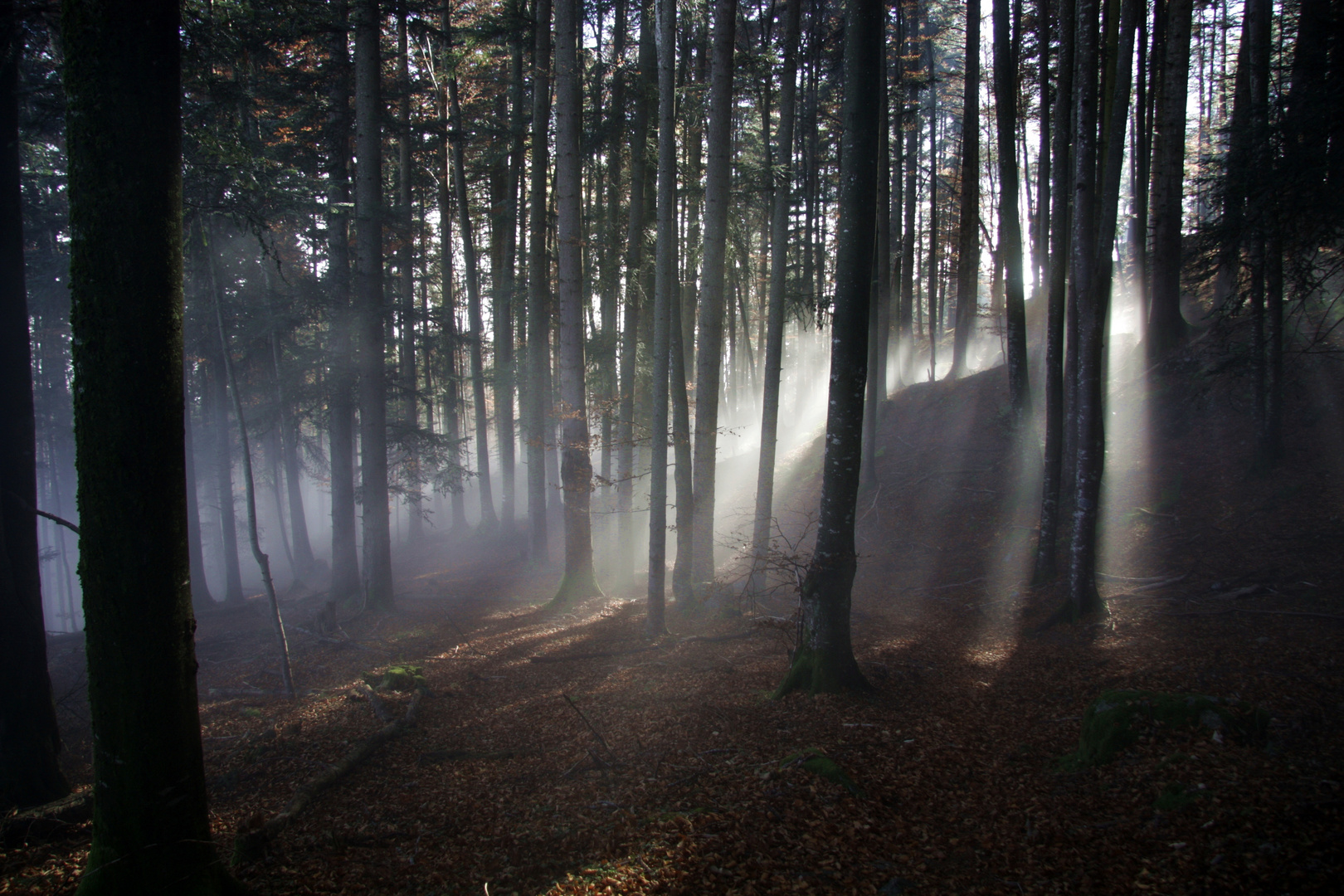 Licht verdrängt den Nebel