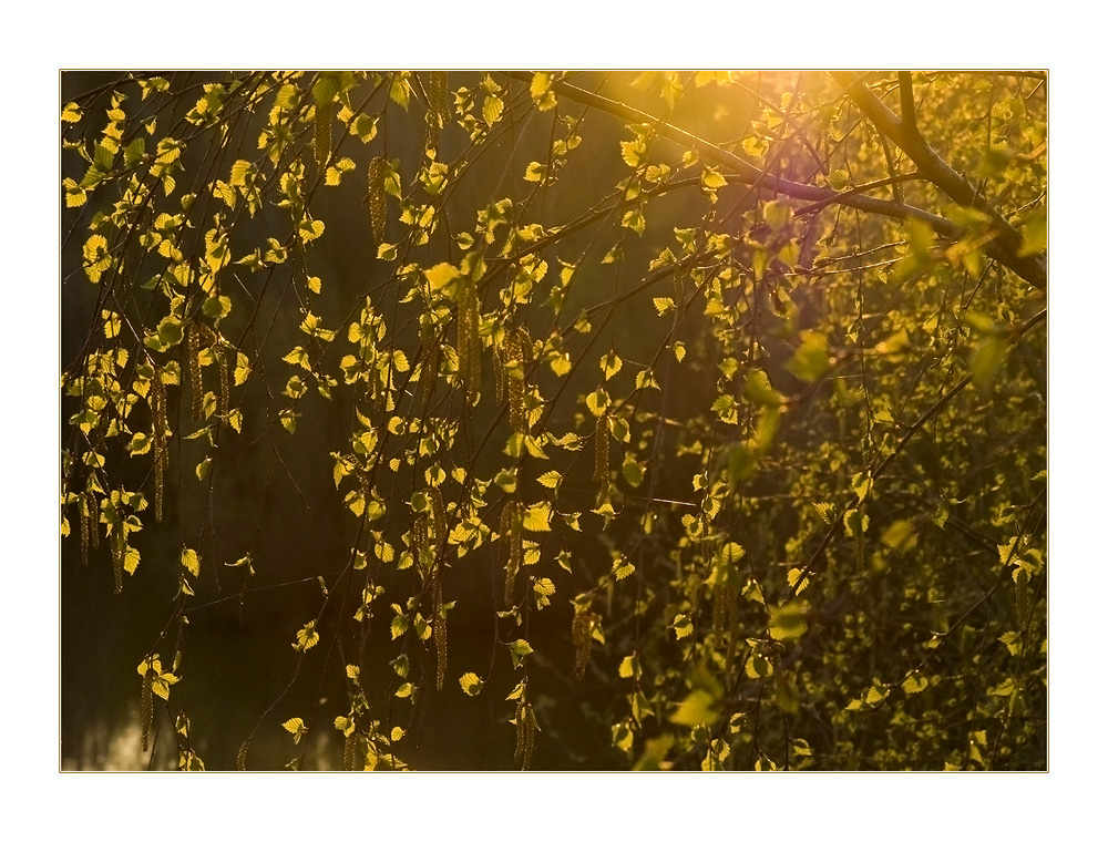 Licht-Vorhang - oder: Frühlingslicht blinkt...