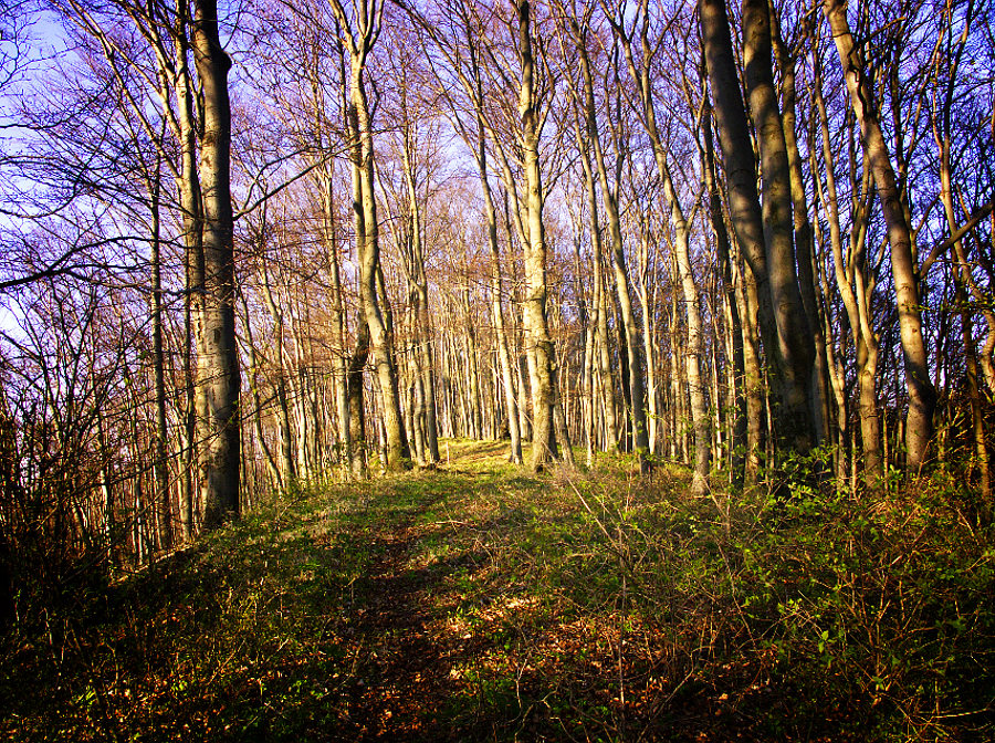 Licht - Wald