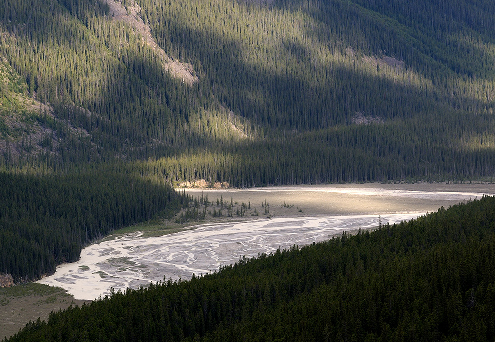 Licht, Wald und Wasser am Icefield Parkway