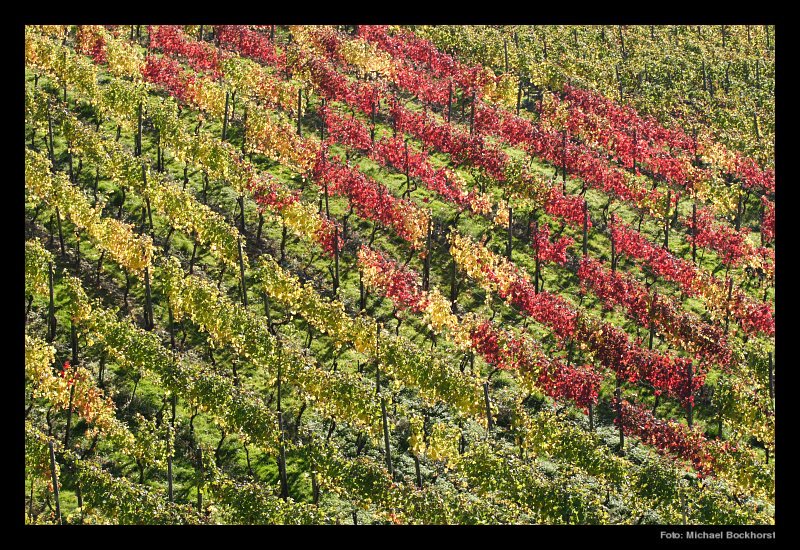 Licht, Wein und Glueck