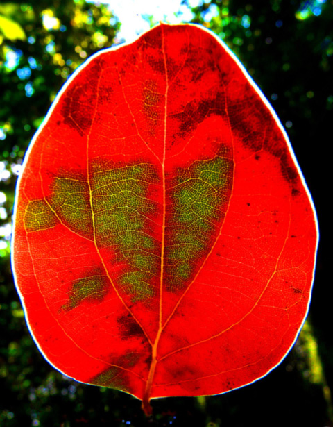 LICHTblatt