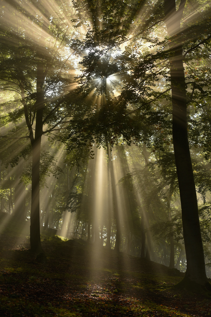 Lichtblick