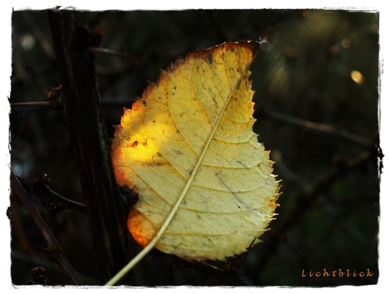 Lichtblick