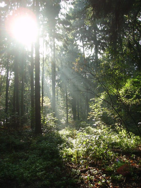 Lichtblick