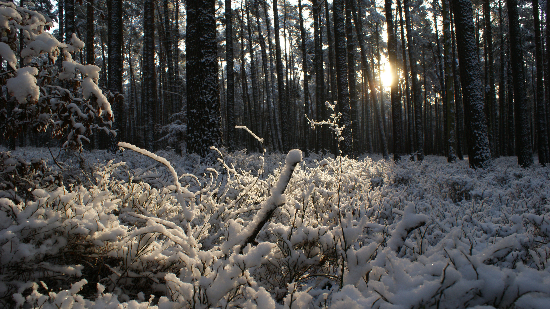 Lichtblick