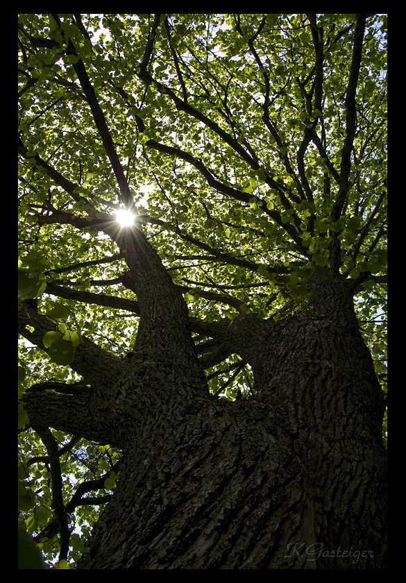 lichtblick