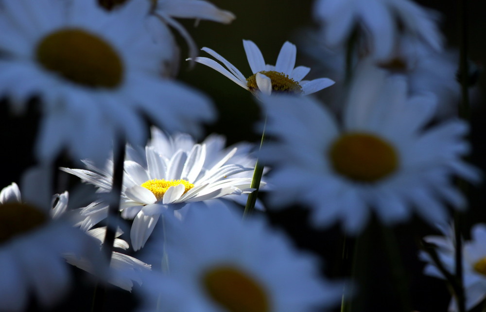 Lichtblick