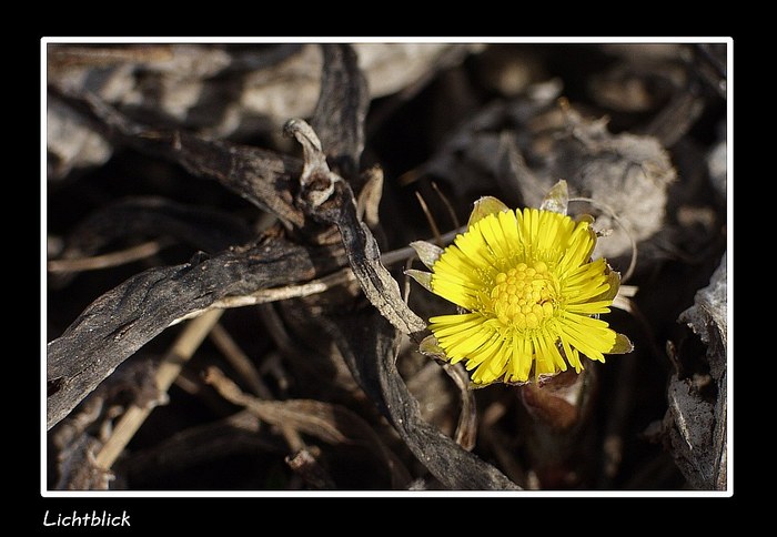 Lichtblick