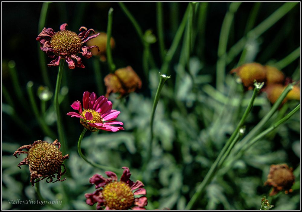 Lichtblick