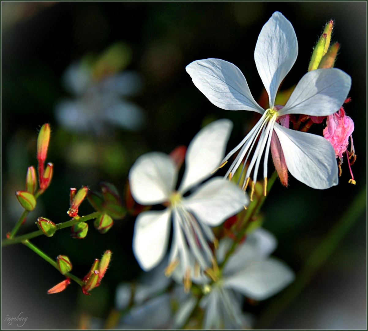 Lichtblick