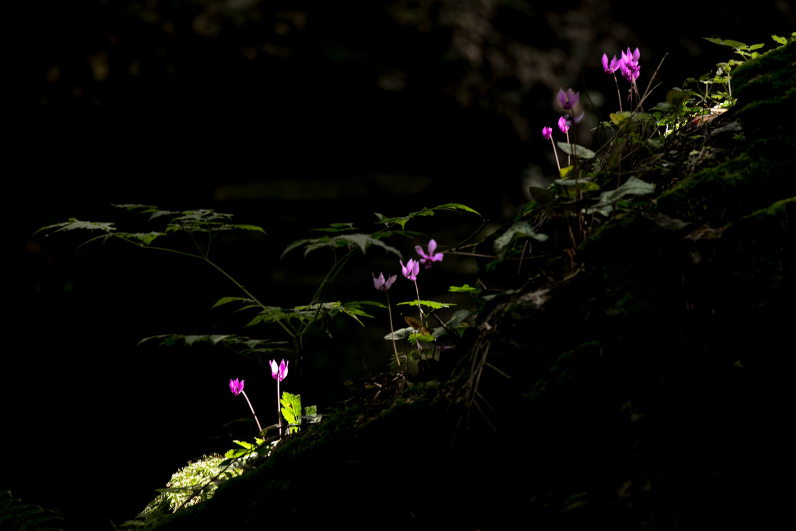 Lichtblick