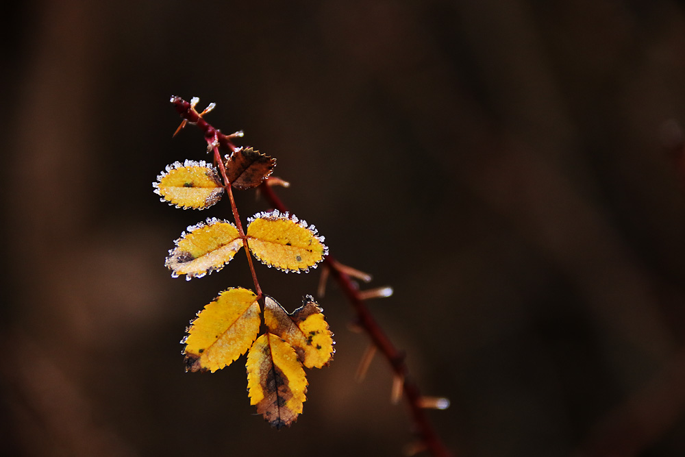 Lichtblick