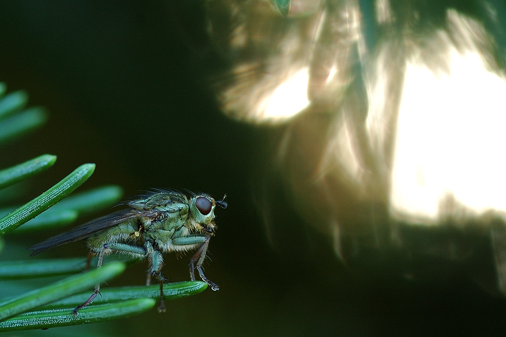 Lichtblick