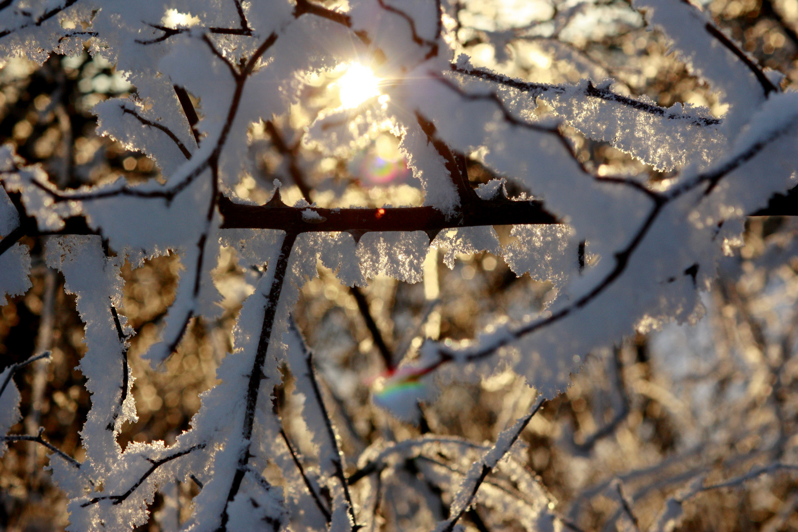 Lichtblick